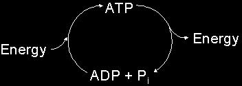 ATP ATP is not good for storing large amounts of energy long-term.