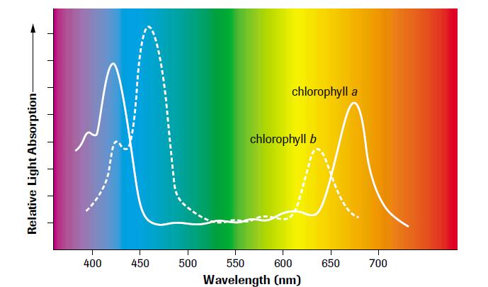 The of photosynthesis (wavelength vs rate)