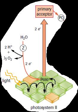 3. Electron is transferred to (PQ) 4.