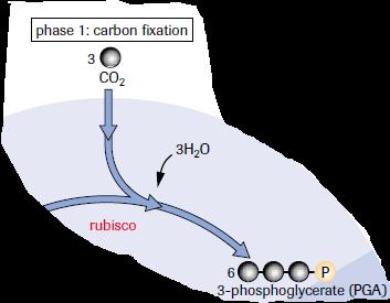 Phase 1: Carbon Fixation is added to an already existing 5- carbon molecule,, RuBP,