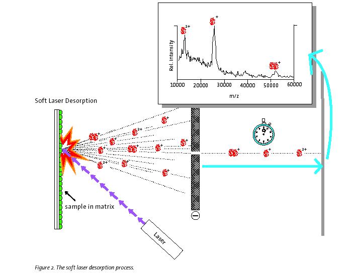 Mass Spectrometry Matrix-Assisted Laser