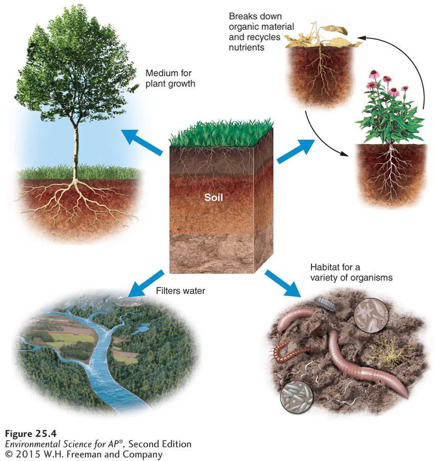 Soil links the rock cycle and the biosphere Ecosystem services provided by soil.