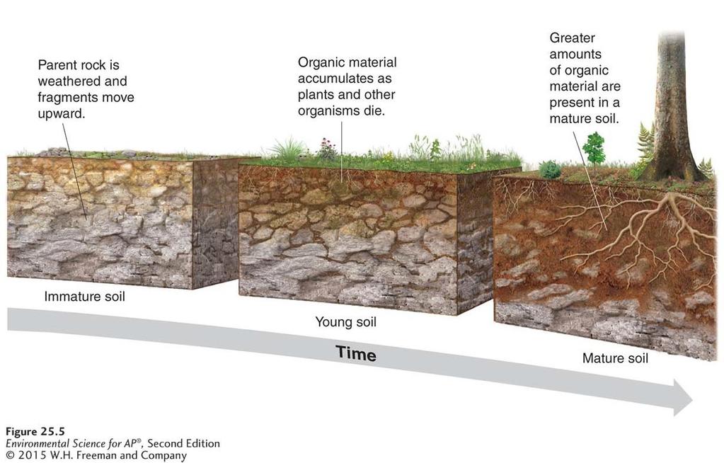 The Formation of Soil Soil formation. Soil is a mixture of organic and inorganic matter.