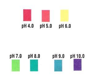 ph Measurement 1. Litmus paper Red for Acid Blue for Base Cheap but very qualitative; only can tell if acid or base 2.