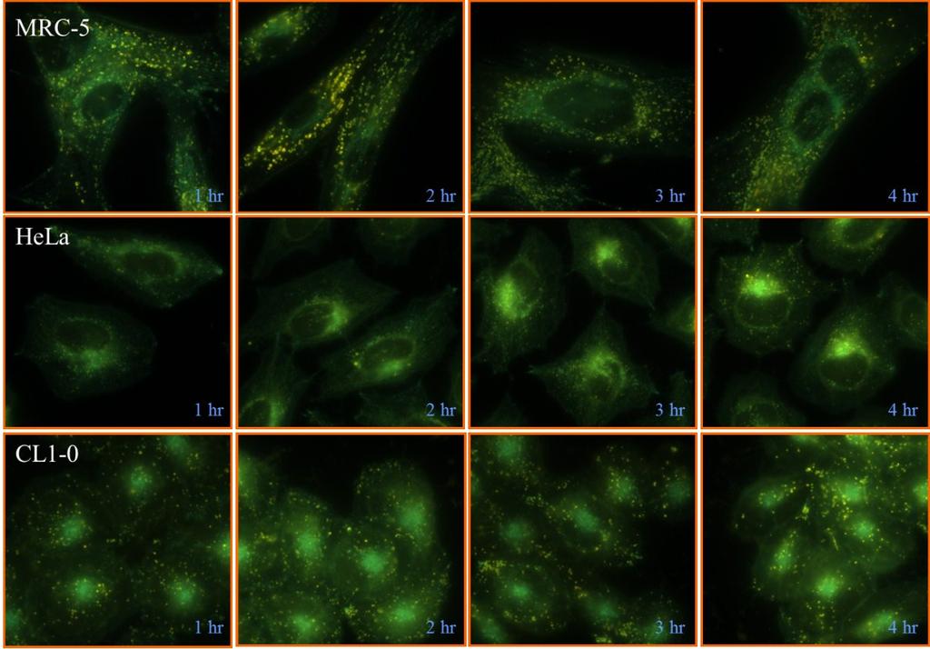 Figure S8 Figure S8: A time-dependent intracellular accumulation illustration of 5 M NIM- 1 in MRC-5 normal cells, HeLa