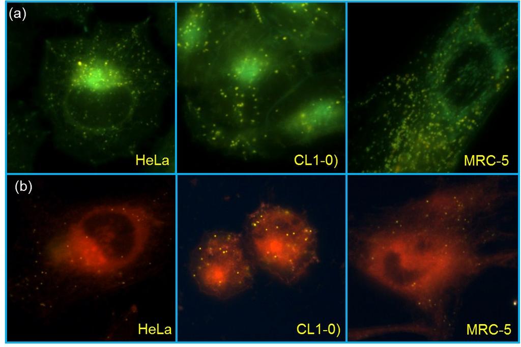 Figure S6 Figure S6: Fluorescent images of HeLa, CL1-0 cancer cells and MRC-5 normal cell stained with (a) NIM-1 and (b)