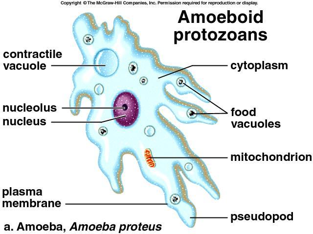 Some bacteria are autotrophs, which means they can make their own food. A protist is a unicellular eukaryote (meaning that it does have a nucleus). They live in water and are very diverse.