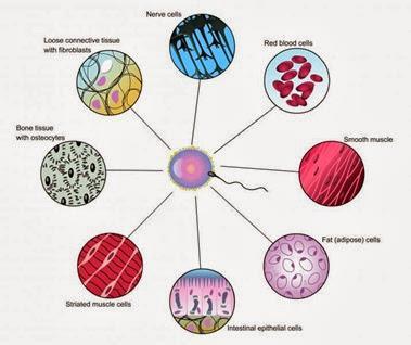 Multicellular organisms are made up of many