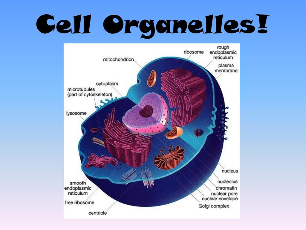 2. CELL