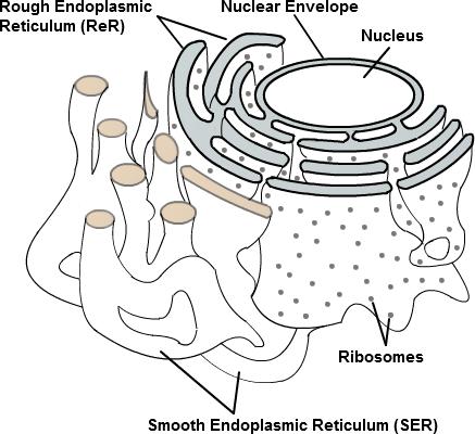 Endoplasmic Reticulum Structure: Is formed by a series of interconnected sacs and canals Smooth type: lacks ribosomes