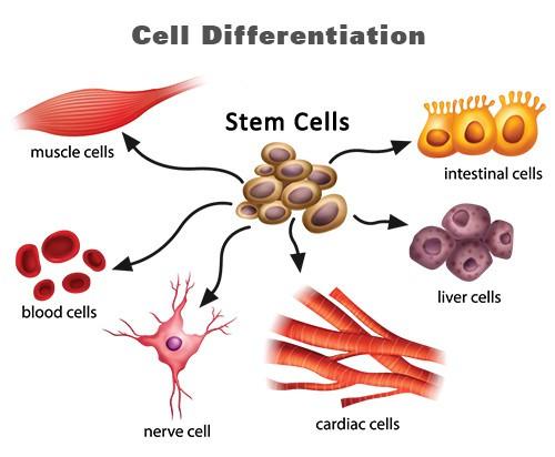 2.4 CELL DIFFERNTATION The process that a cell changes