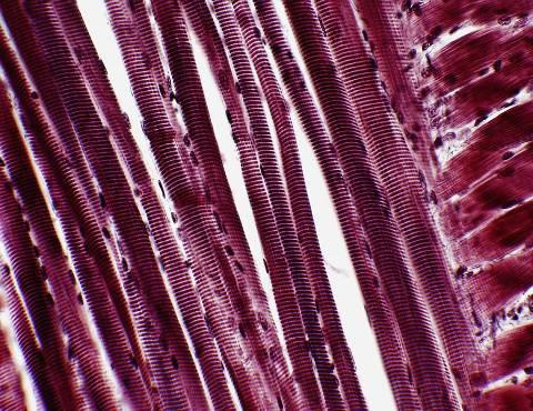 MUSCLE TISSUE This tissue