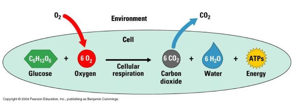 Cellular Respiration C₆H₁₂O₆ + 6O₂