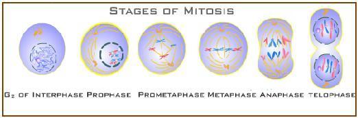 What is Mitosis? A cell and its nucleus divide and produce two identical cells.