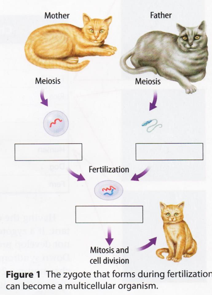 Sexual Reproduction Sexual reproduction is when chromosomes from