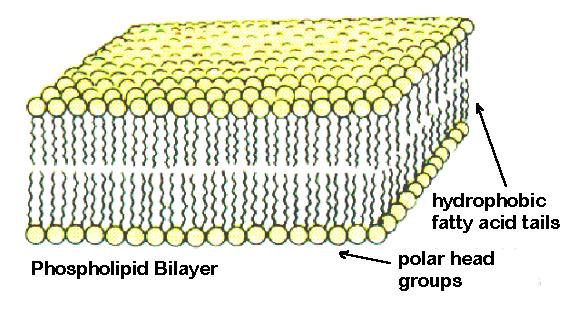 Organelle: Cell Membrane A flexible covering that protects the inside of the cell