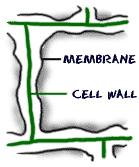 Organelle: Cell Wall Only in plant cells A stiff structure outside the