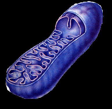What is a mitochondria?