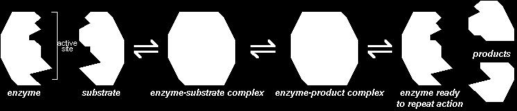 Enzyme Enzyme Enzyme