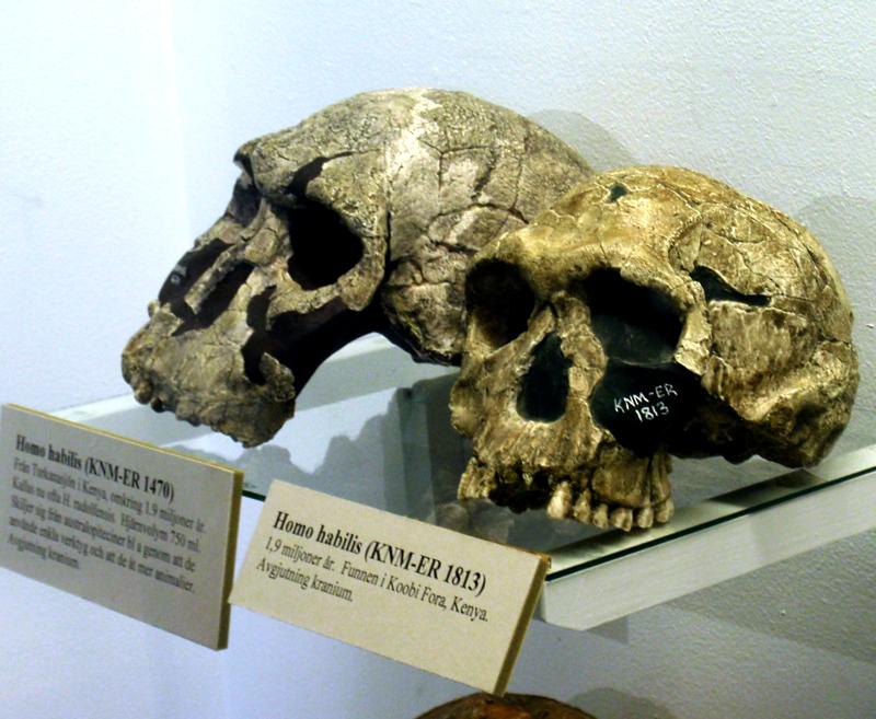 OH 62 One set of fossil remains (OH 62), discovered by Donald Johanson and Tim White in Olduvai Gorge in 1986, included the important upper and lower limbs.
