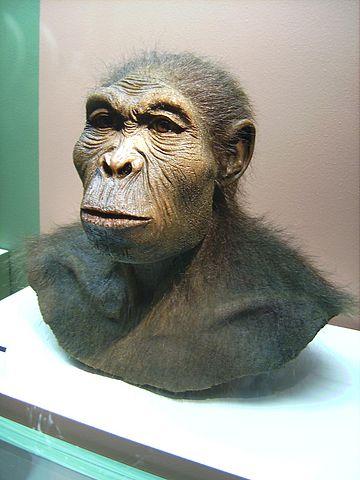 habilis made of three pieces of cranium dating to 1.74 million years old from Koobi Fora, Kenya.