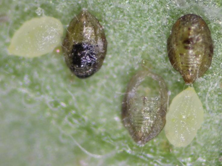 naturally enemies - Parasitism Silverleaf whitefly