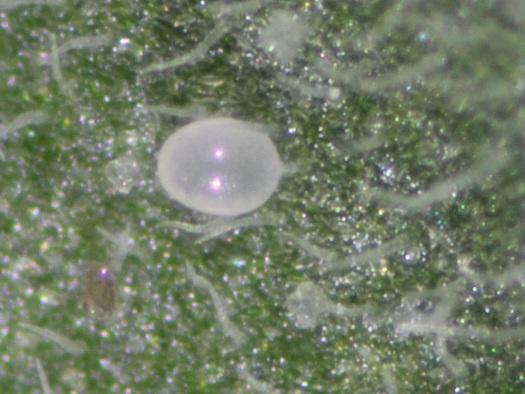 Two-spotted spider mite with eggs Y.
