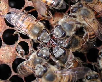 Proceedings of National Academy of Sciences (12/14/04) Honey Bee Biology