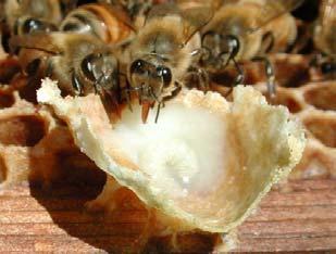 can be changed into queens, if fed royal jelly
