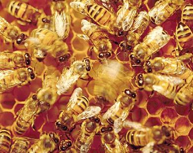 Honey bee dances Bees need to exploit floral resources efficiently, but they do