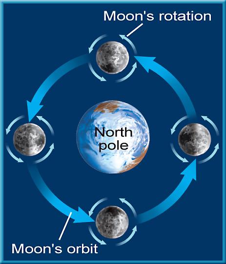 Rotation and Revolution The Moon keeps the same side facing Earth because it takes 7. days to rotate once on its axis. How does the Moon affect Earth?