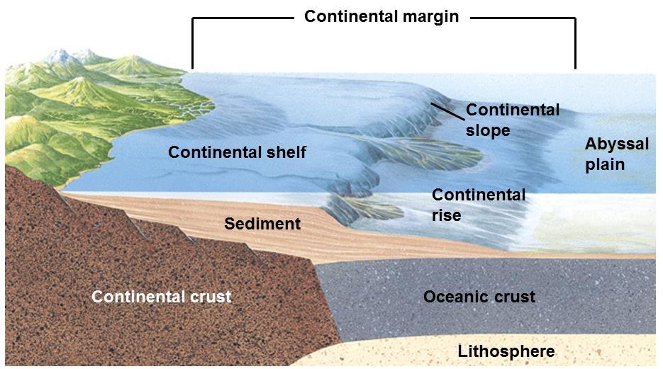 THE CONTINENTAL MARGIN The underwater portion of the continental crust.
