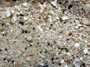 OCEAN FLOOR SEDIMENTS Sediment reaches the ocean floor in several ways: turbidity currents, fall from above, settle from glaciers, remains of microscopic shells Terrigenous
