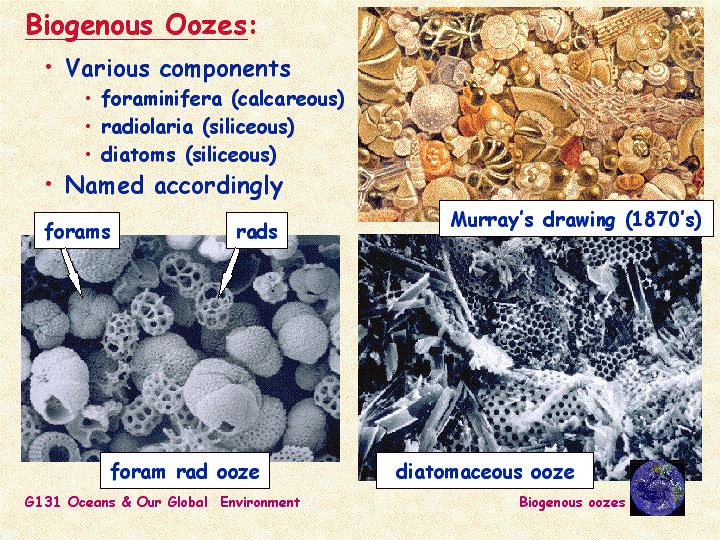 OCEAN FLOOR SEDIMENTS Biogenous sediments come from living sources; they are oozes made mostly of shells and skeletons from tiny marine animals Calcareous
