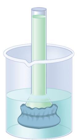 Water solution (green) is closed moves into the tube by at one end with a osmosis (see inset above*).