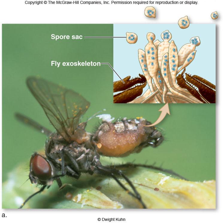 Here s one parasitizing a fly.