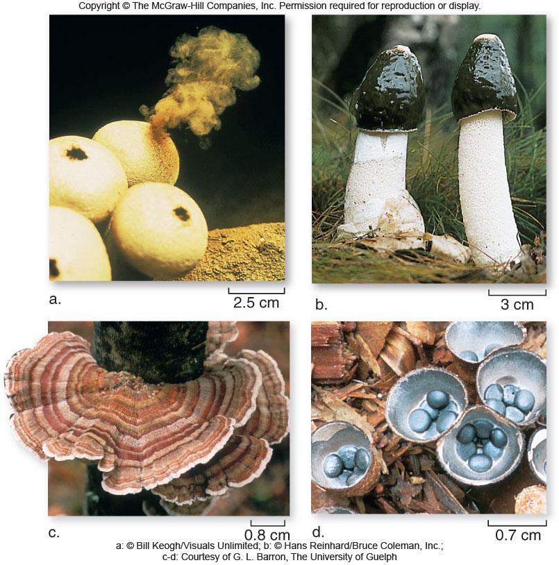 Here s some examples. a. Puffballs (Lycoperdon) b.