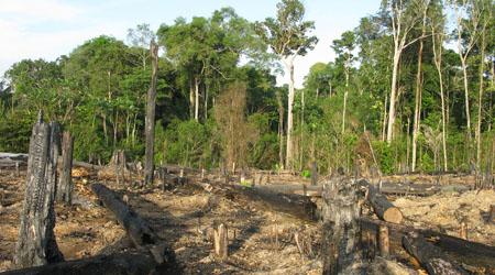 Trees are cut down in the rainforest Oxygen is a gas that we breathe.