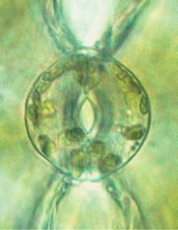 Figure 36.12 An open stoma (left) and closed stoma (LMs). through the remaining surface of the leaf. Each stoma is flanked by a pair of guard cells.