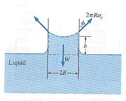 The magnitude of the capillary rise in a circular tube can be determined from a force balance on the cylindrical liquid column of height h in the tube (see