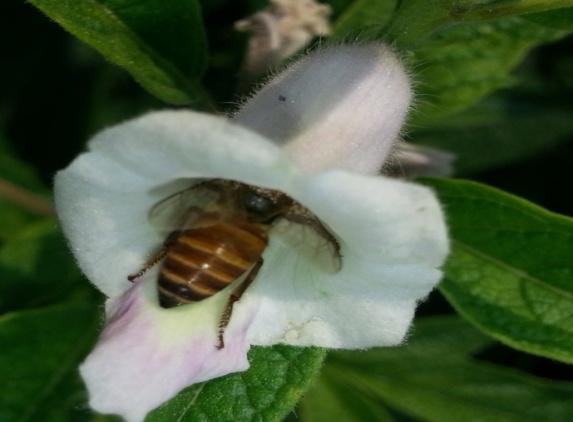 12 1 8 6 4 2 Others Figure.1. Relative abundance of pollinators visiting sesamum flowers The foraging activity different species of honeybees