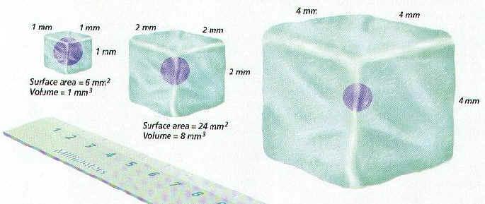 Name: Period: Date: 2 3. Surface area-to-volume ratio: The third reason why cells are limited in size is that as a cell s size increases, its volume increases much faster than its surface area.