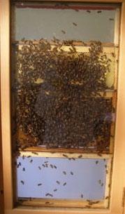 Circus: link 6 Experiments with blocks of wax (slides 18-20) The observation hive at Darwin s home at Down House.