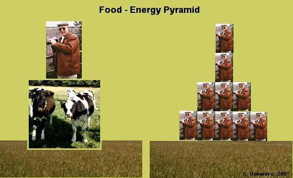 Discussion Questions: What does it mean to eat low on the food chain? In terms of the energy pyramid, why do some people think it is important for us to do so?