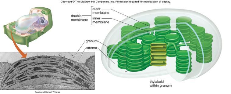 Making Energy - Photosynthesis Chloroplasts