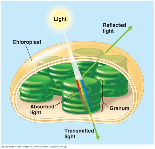 Photosynthesis: Input - Light Intensity The color