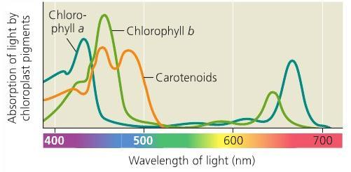 Photosynthesis: Light Absorption Plant pigments absorb