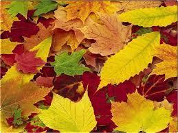 leaves contain several groups of pigments: