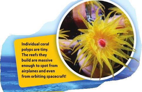 The Richness of the Reef The Near-Shore Zone Coral individuals, called polyps, live