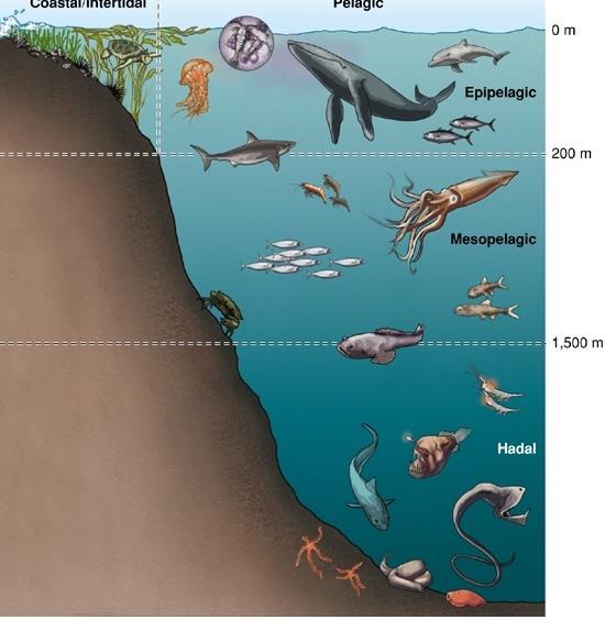 The Wide and the Deep The Open-Ocean Zone Animals at the surface in the open ocean are much like